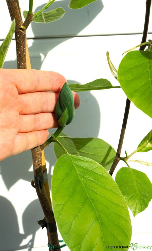 MAGNOLIA DRZEWIASTA SEIJU Magnolia acuminata 'Seiju'
