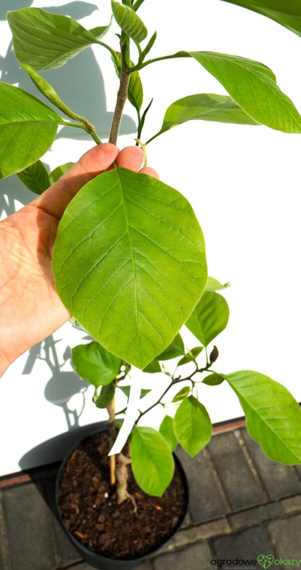 MAGNOLIA DRZEWIASTA SEIJU Magnolia acuminata 'Seiju'