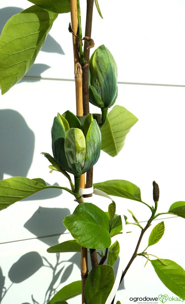 MAGNOLIA DRZEWIASTA SEIJU Magnolia acuminata 'Seiju'