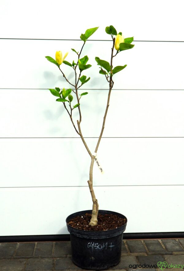 MAGNOLIA DAPHNE