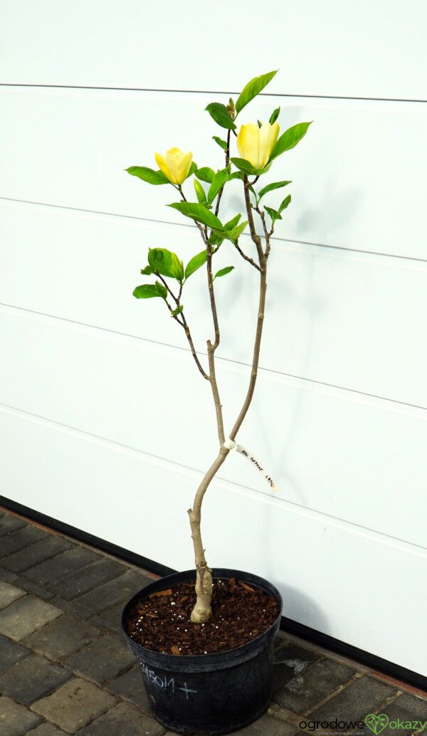 MAGNOLIA DAPHNE