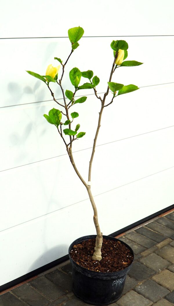 MAGNOLIA DAPHNE