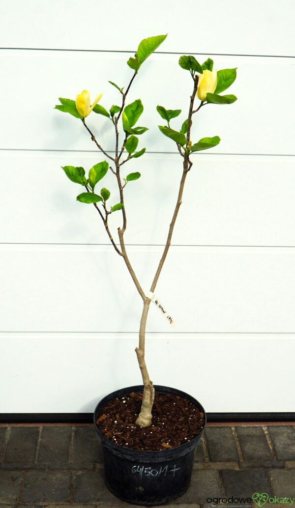 MAGNOLIA DAPHNE