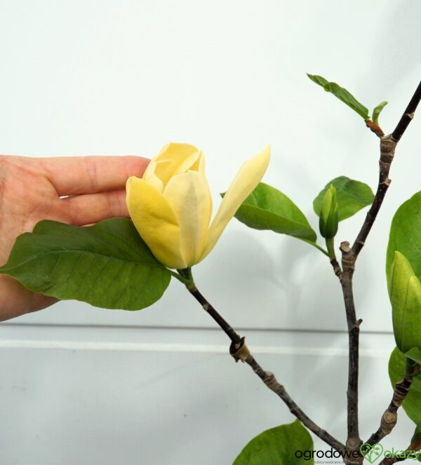 MAGNOLIA DAPHNE