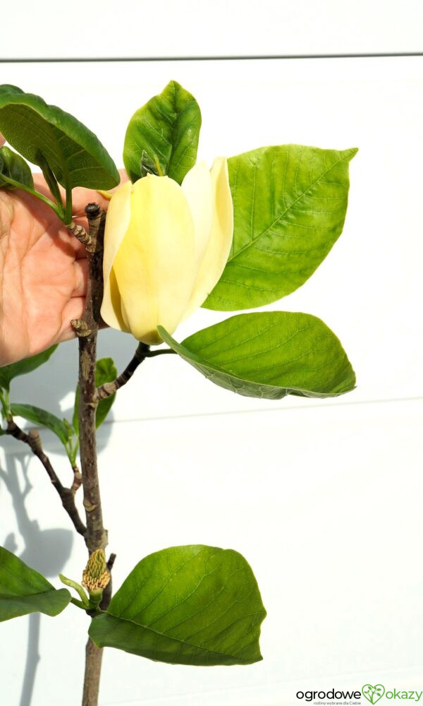 MAGNOLIA DAPHNE