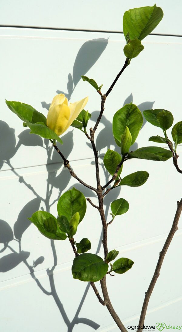 MAGNOLIA DAPHNE
