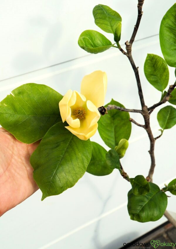 MAGNOLIA DAPHNE