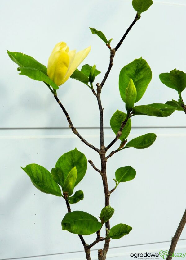 MAGNOLIA DAPHNE