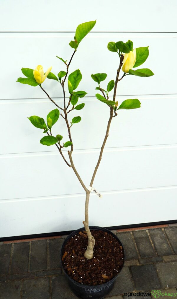 MAGNOLIA DAPHNE