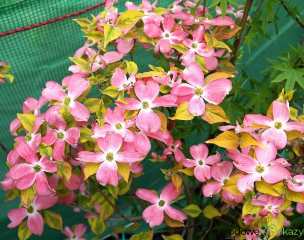 DEREŃ KWIECISTY CHEROKEE SUNSET Cornus florida