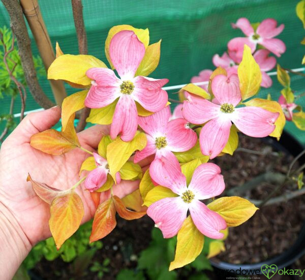 DEREŃ KWIECISTY CHEROKEE SUNSET Cornus florida