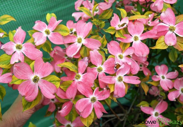 DEREŃ KWIECISTY CHEROKEE SUNSET Cornus florida