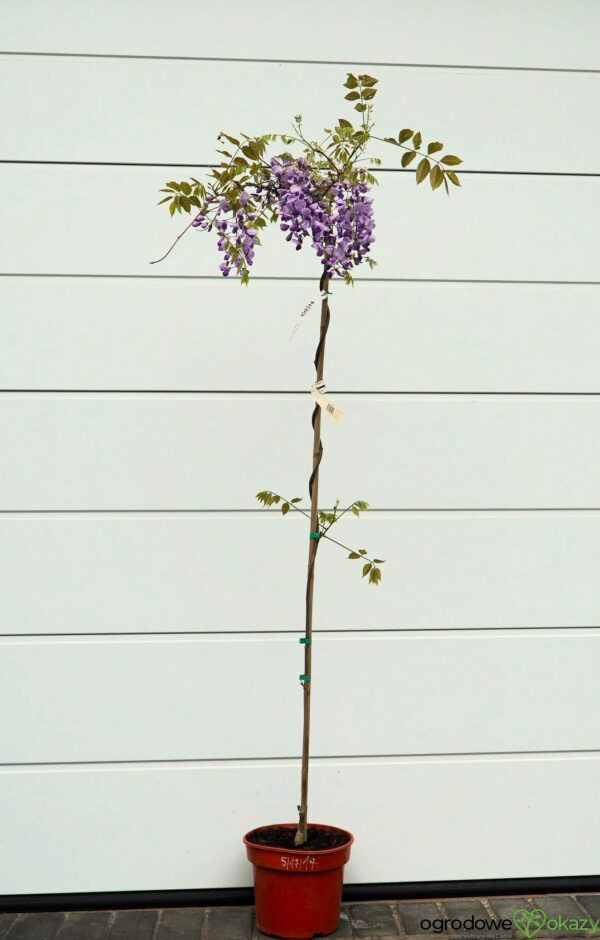 GLICYNIA CHIŃSKA CAROLINE Wisteria sinensis