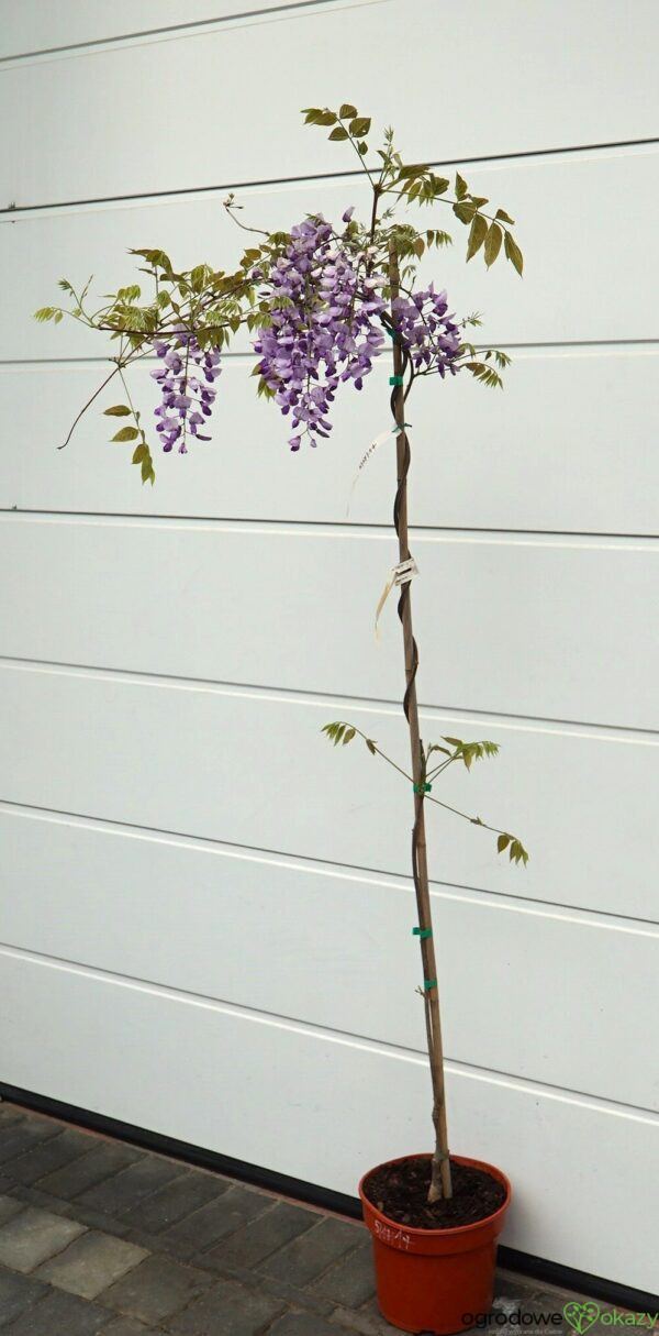 GLICYNIA CHIŃSKA CAROLINE Wisteria sinensis