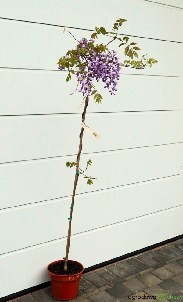 GLICYNIA CHIŃSKA CAROLINE Wisteria sinensis