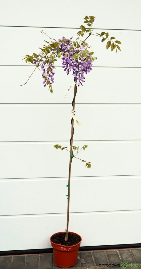GLICYNIA CHIŃSKA CAROLINE Wisteria sinensis