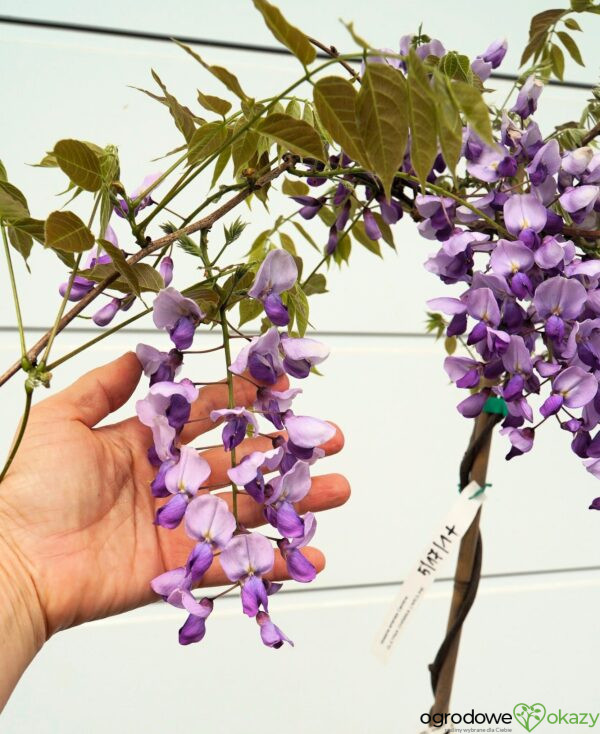 GLICYNIA CHIŃSKA CAROLINE Wisteria sinensis