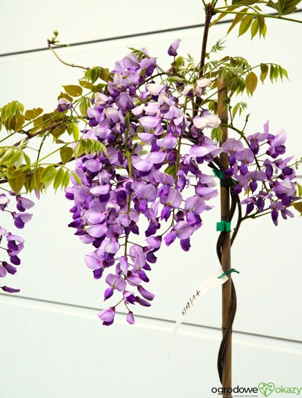 GLICYNIA CHIŃSKA CAROLINE Wisteria sinensis