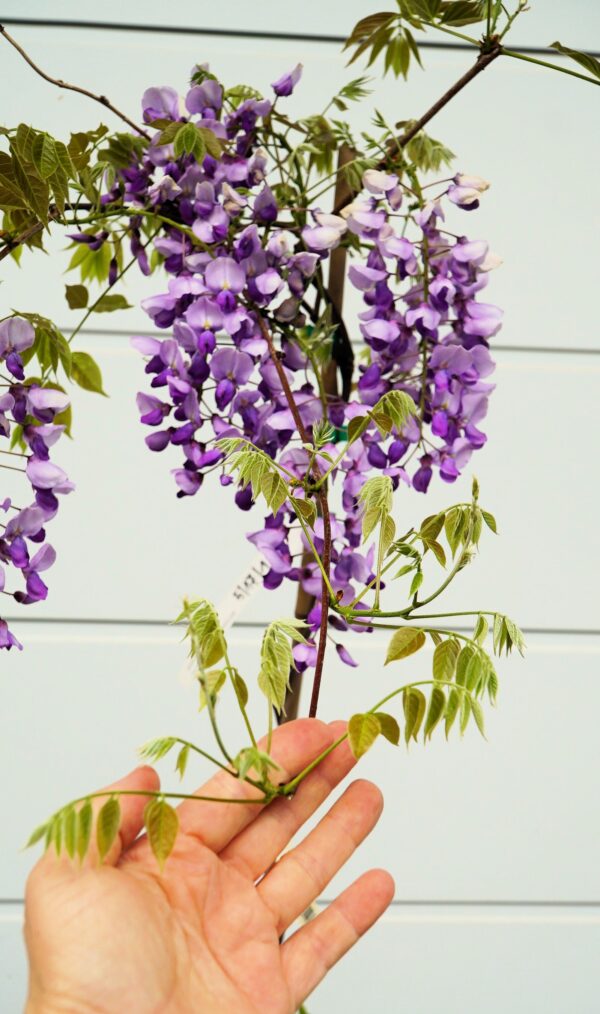 GLICYNIA CHIŃSKA CAROLINE Wisteria sinensis