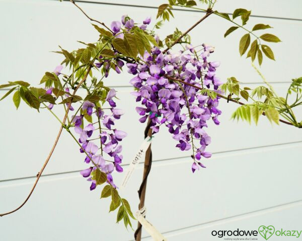 GLICYNIA CHIŃSKA CAROLINE Wisteria sinensis