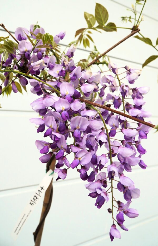 GLICYNIA CHIŃSKA CAROLINE Wisteria sinensis