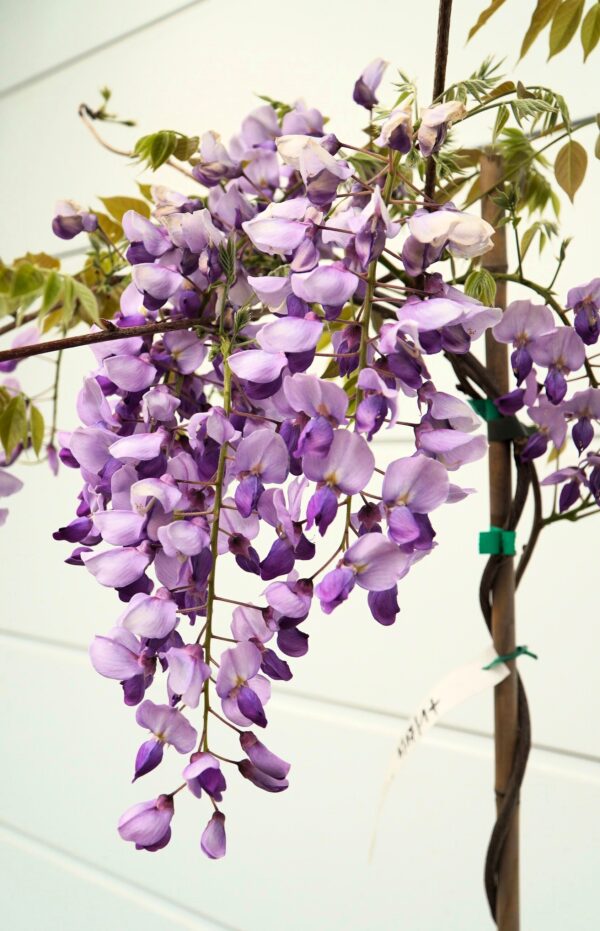GLICYNIA CHIŃSKA CAROLINE Wisteria sinensis