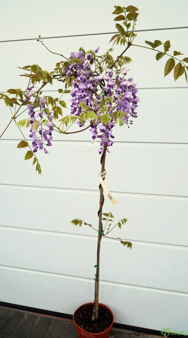 GLICYNIA CHIŃSKA CAROLINE Wisteria sinensis