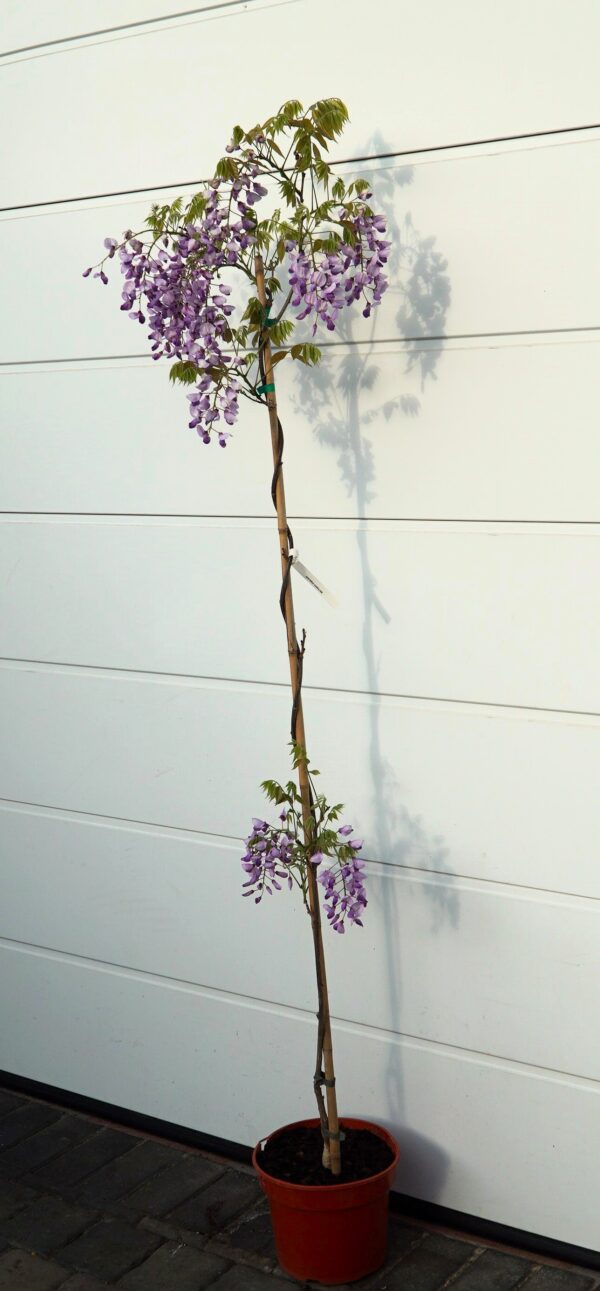 GLICYNIA CHIŃSKA CAROLINE Wisteria sinensis