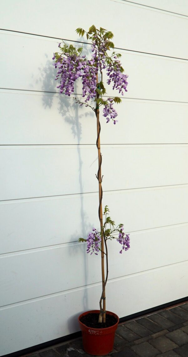 GLICYNIA CHIŃSKA CAROLINE Wisteria sinensis