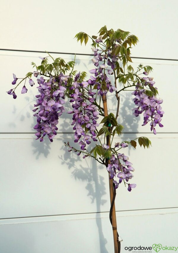 GLICYNIA CHIŃSKA CAROLINE Wisteria sinensis