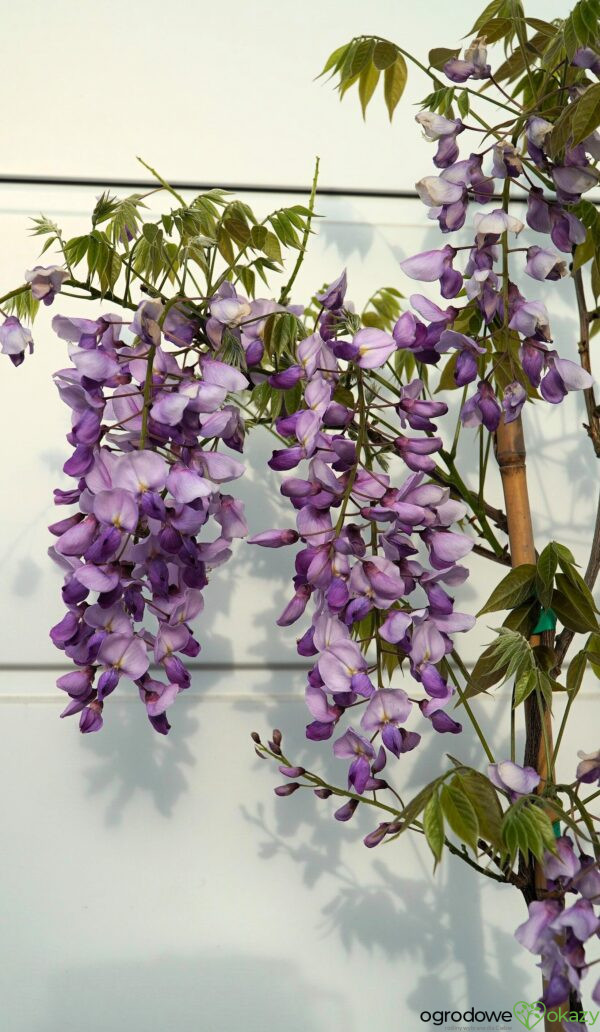 GLICYNIA CHIŃSKA CAROLINE Wisteria sinensis