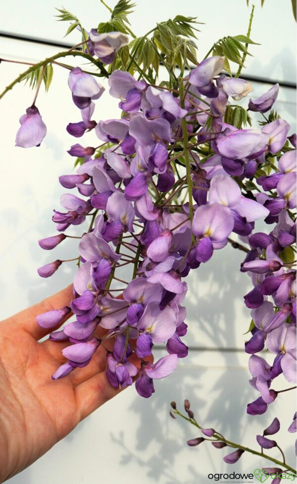 GLICYNIA CHIŃSKA CAROLINE Wisteria sinensis