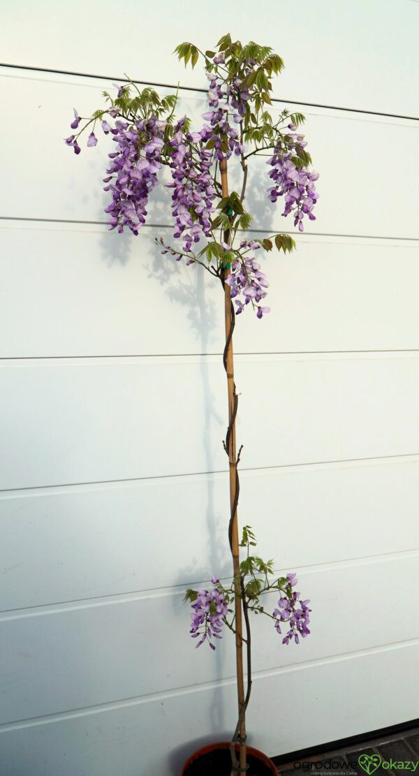 GLICYNIA CHIŃSKA CAROLINE Wisteria sinensis