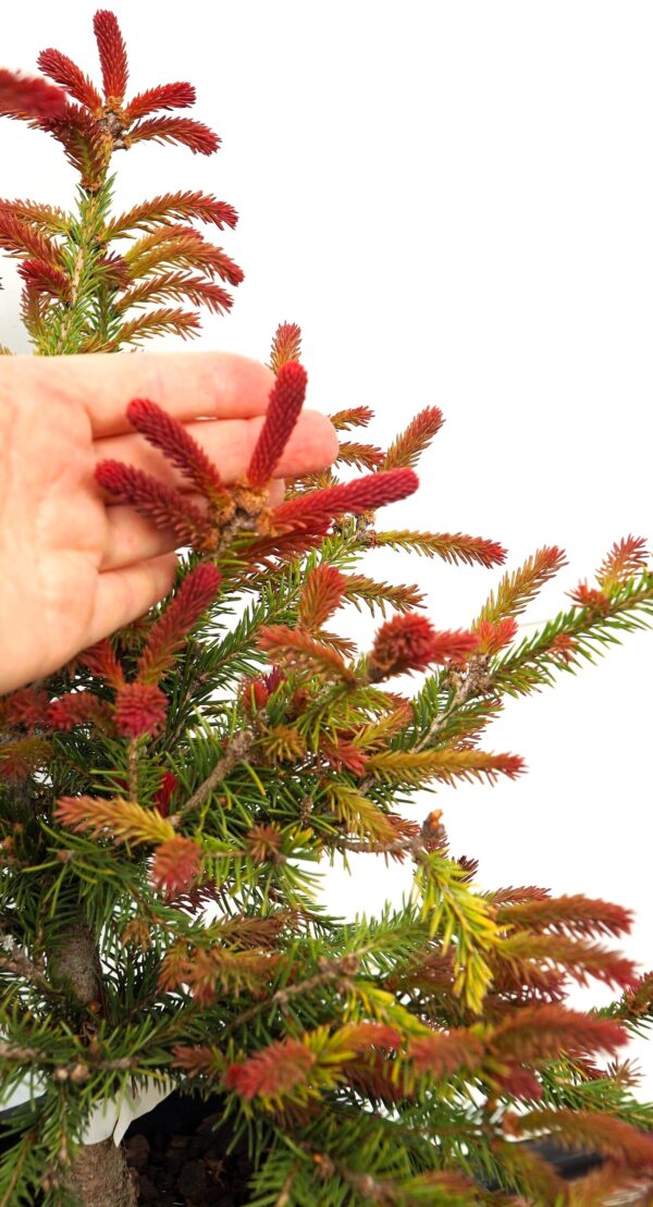 ŚWIERK POSPOLITY RYDAL Picea abies