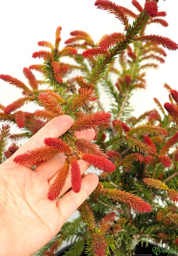 ŚWIERK POSPOLITY RYDAL Picea abies
