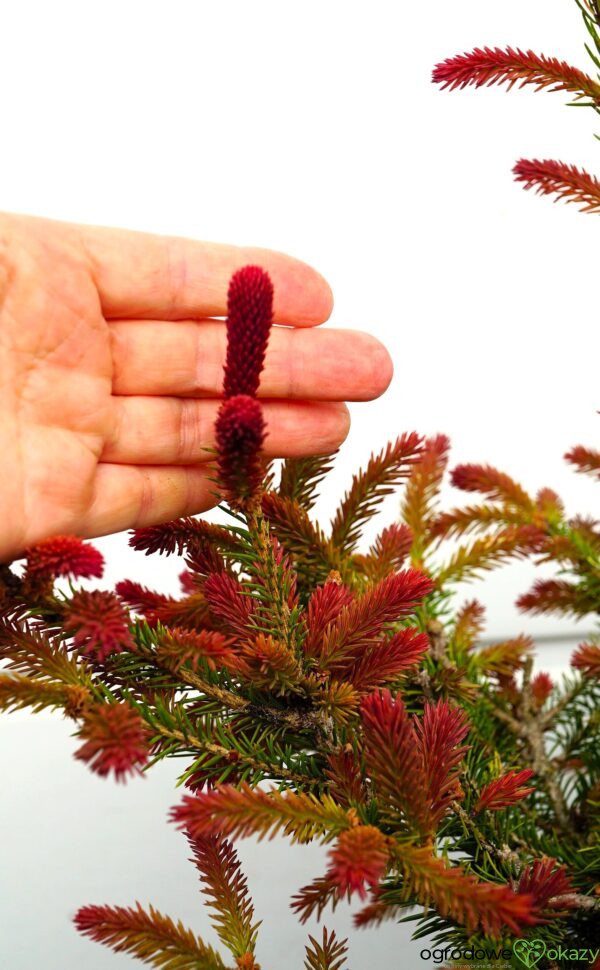 ŚWIERK POSPOLITY RYDAL Picea abies