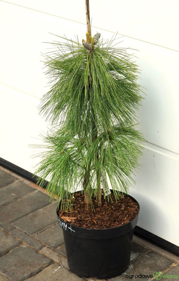 SOSNA SCHWERINA WIETHORST Pinus x schwerinii