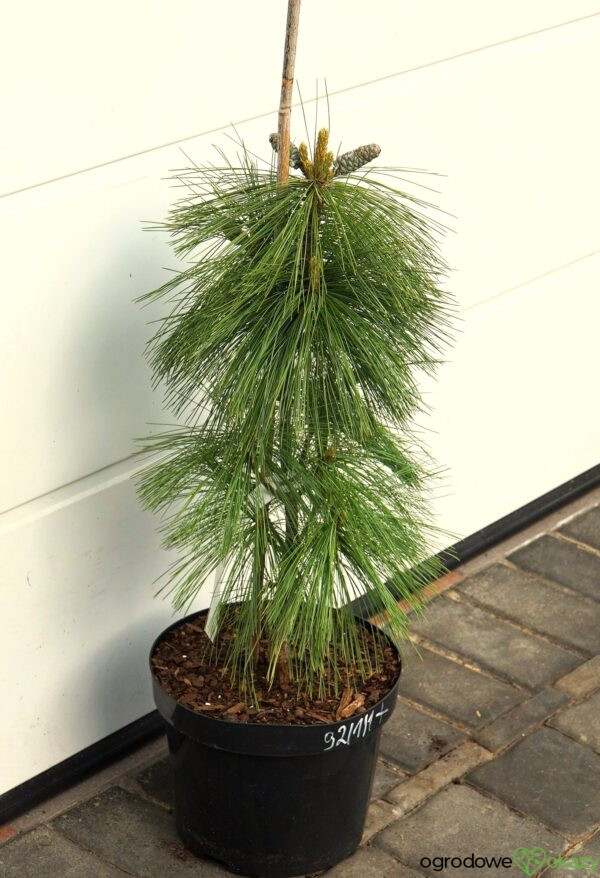 SOSNA SCHWERINA WIETHORST Pinus x schwerinii