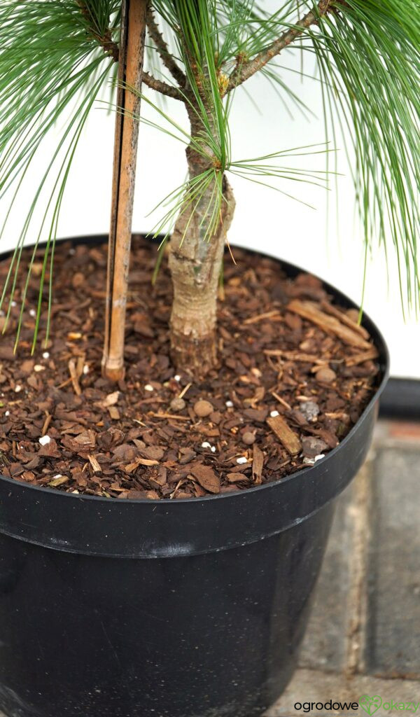 SOSNA SCHWERINA WIETHORST Pinus x schwerinii