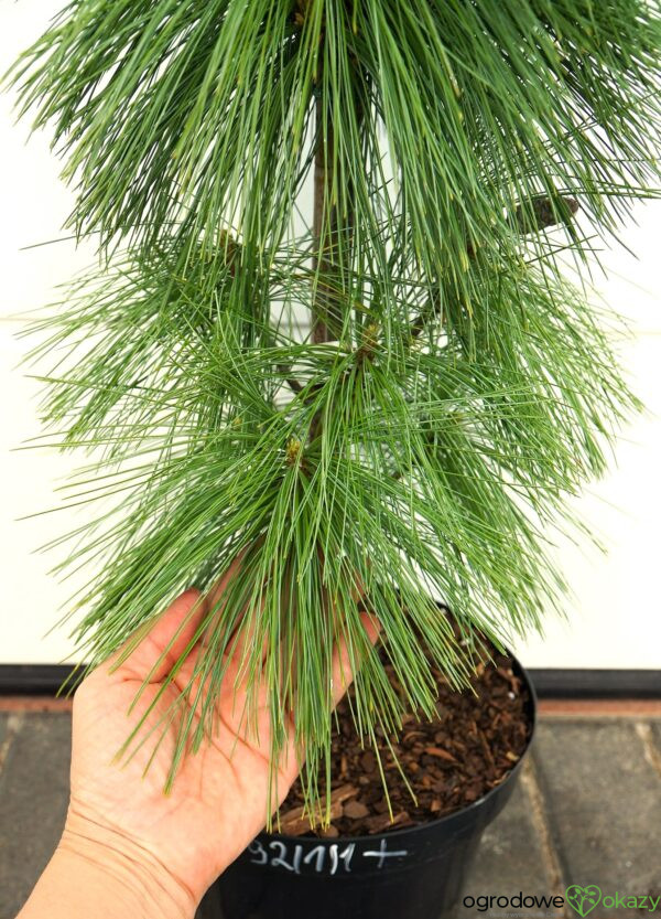 SOSNA SCHWERINA WIETHORST Pinus x schwerinii