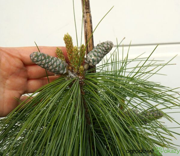 SOSNA SCHWERINA WIETHORST Pinus x schwerinii