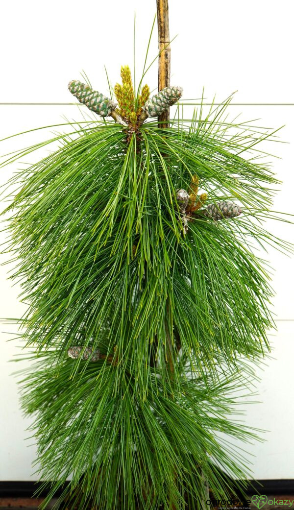 SOSNA SCHWERINA WIETHORST Pinus x schwerinii