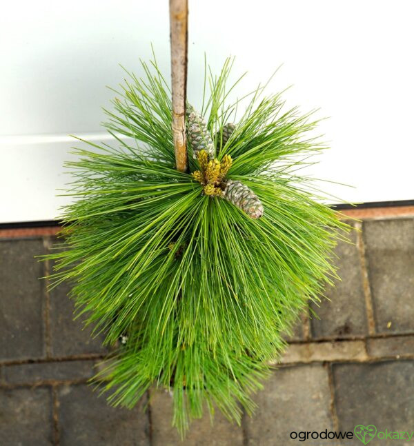 SOSNA SCHWERINA WIETHORST Pinus x schwerinii