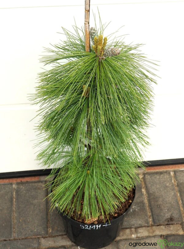 SOSNA SCHWERINA WIETHORST Pinus x schwerinii