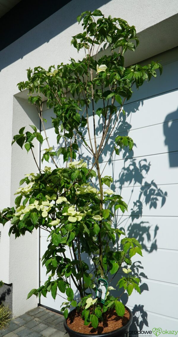 DEREŃ KOUSA VENUS Cornus VENUS 'KN30 8' PBR