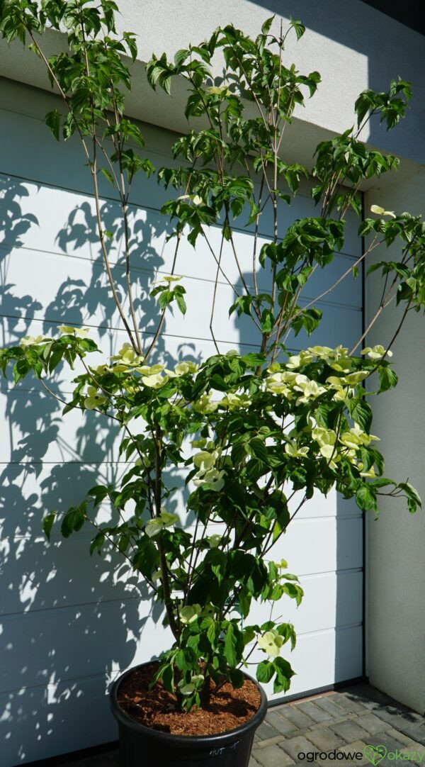 DEREŃ KOUSA VENUS Cornus VENUS 'KN30 8' PBR