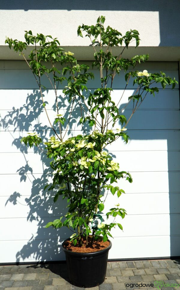 DEREŃ KOUSA VENUS Cornus VENUS 'KN30 8' PBR