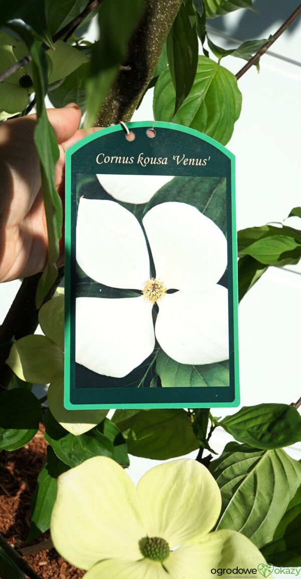 DEREŃ KOUSA VENUS Cornus VENUS 'KN30 8' PBR