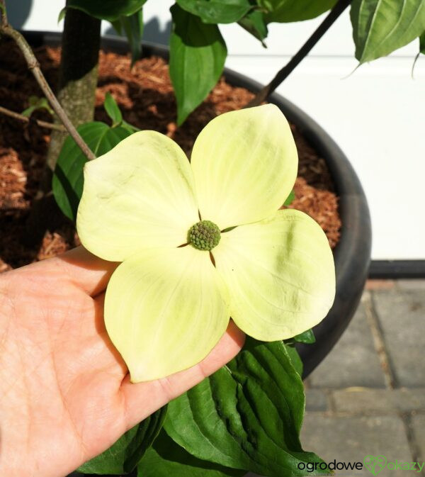 DEREŃ KOUSA VENUS Cornus VENUS 'KN30 8' PBR