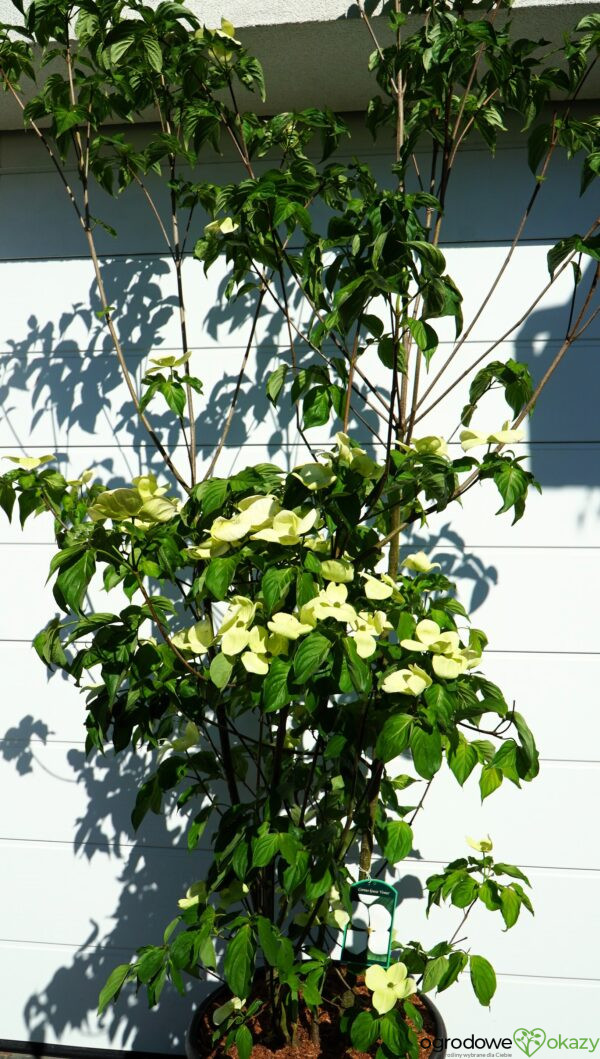 DEREŃ KOUSA VENUS Cornus VENUS 'KN30 8' PBR